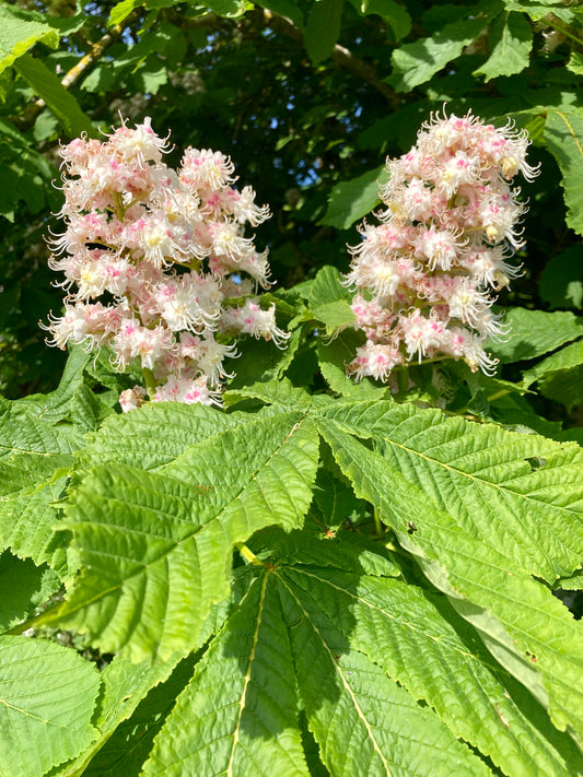 Horse Chestnut - Aesculus Hippocastanum