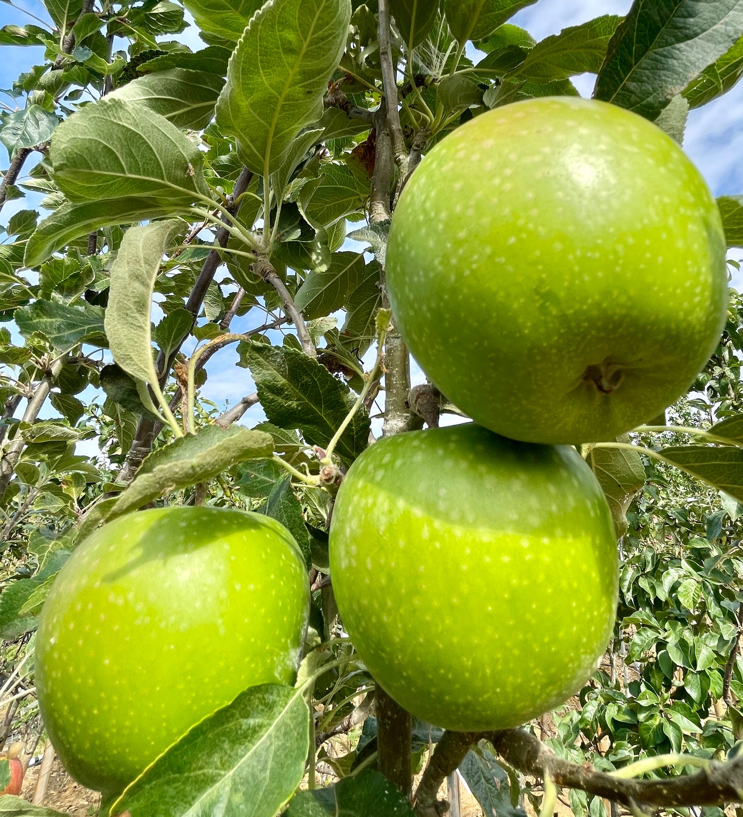 Apple - Granny Smith