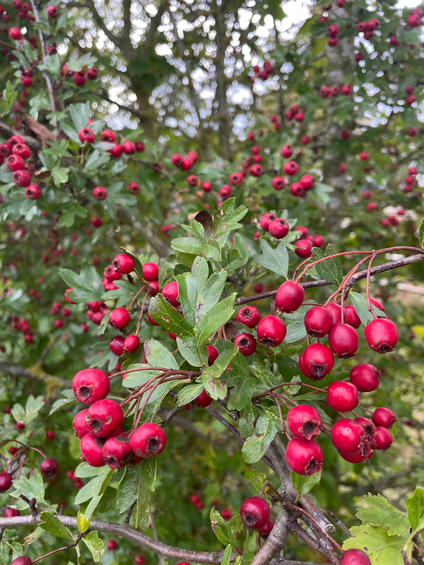 Hedge - Hawthorn