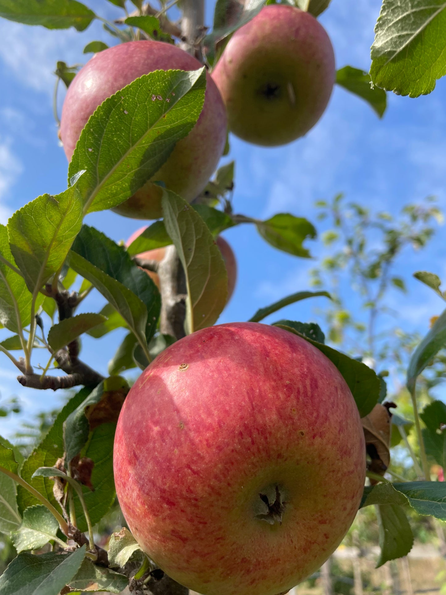 Apple - Charles Ross