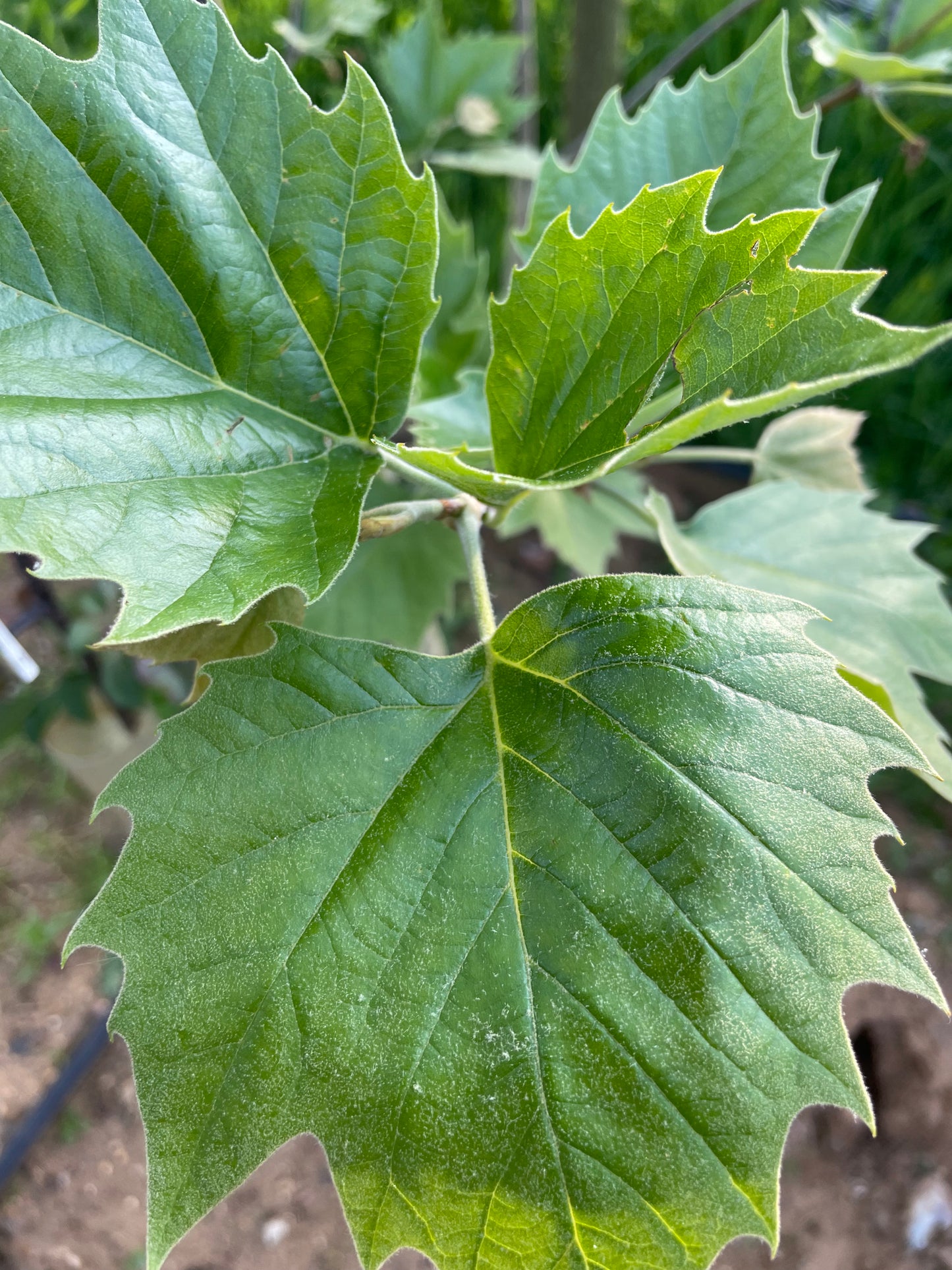 London Plane - Platanus Hispanica