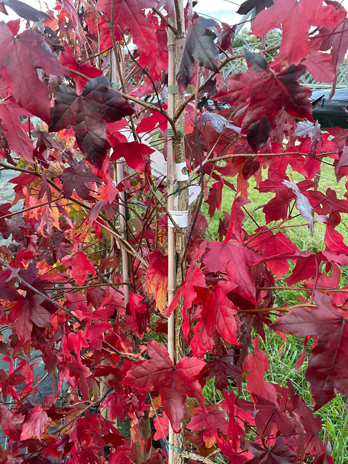 Liquidamber - Slender Silhouet