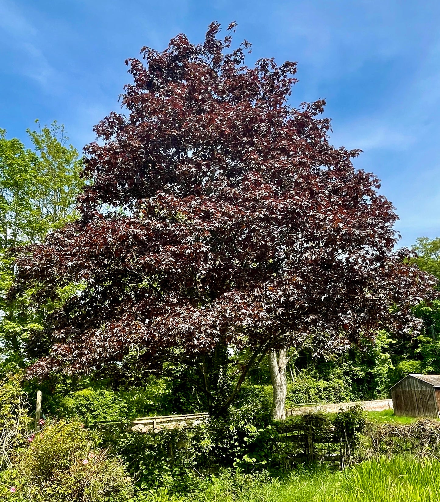 Acer - Crimson King