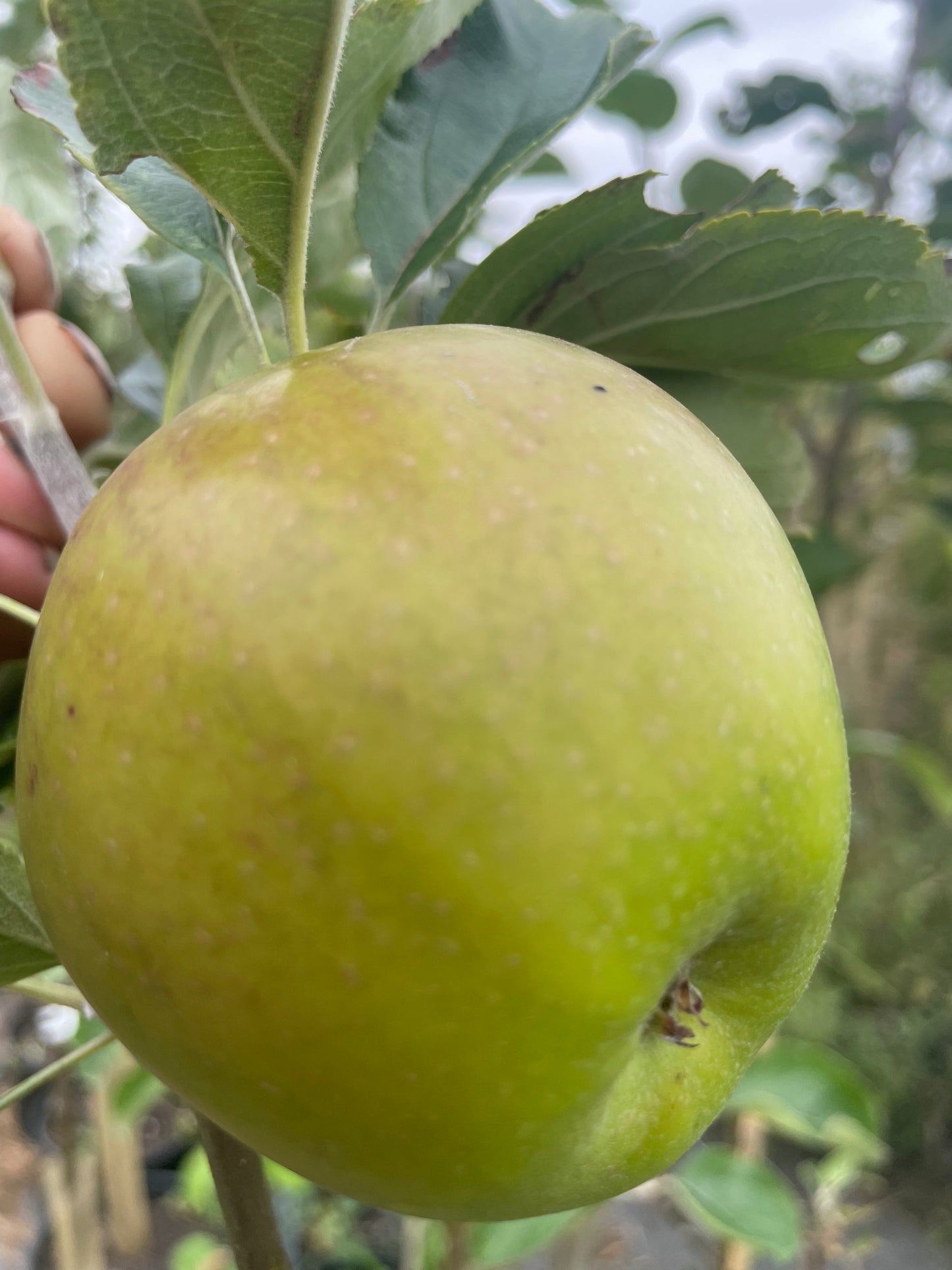 Apple - Stanway Seedling