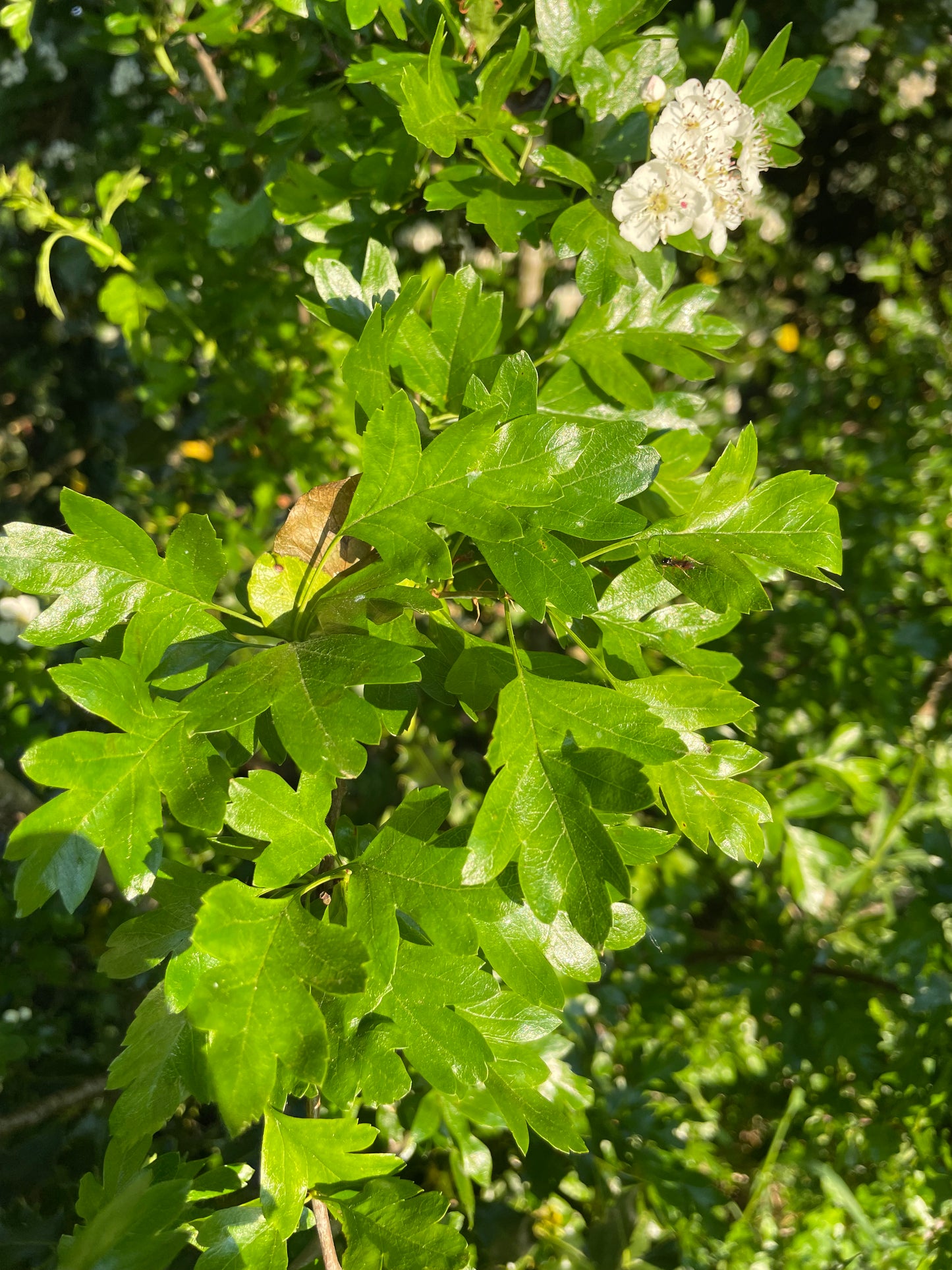 Hedge - Hawthorn
