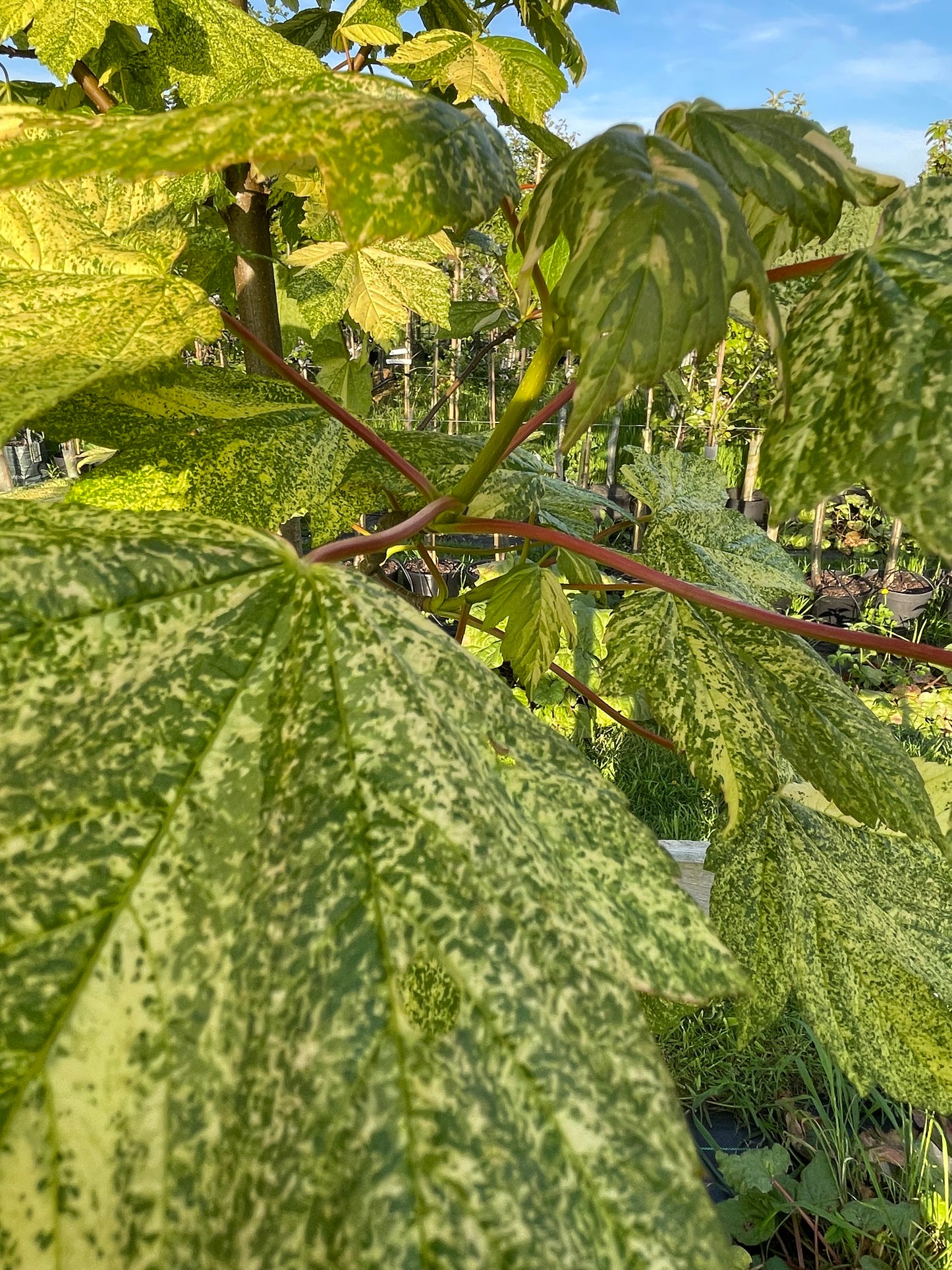Acer Leopoldii
