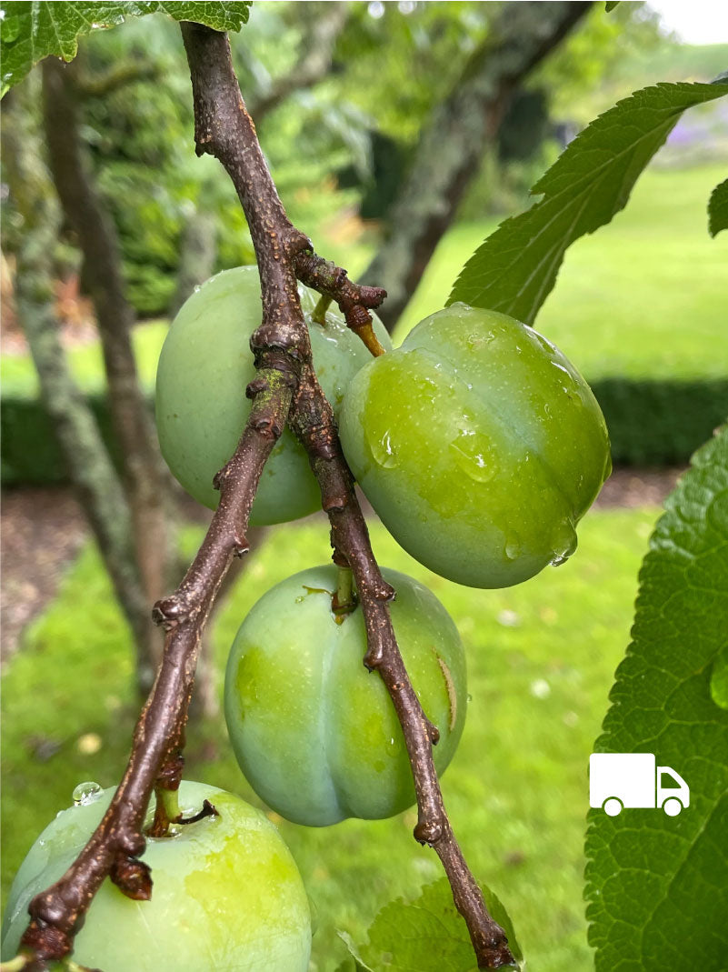 Gage - Old Green Gage