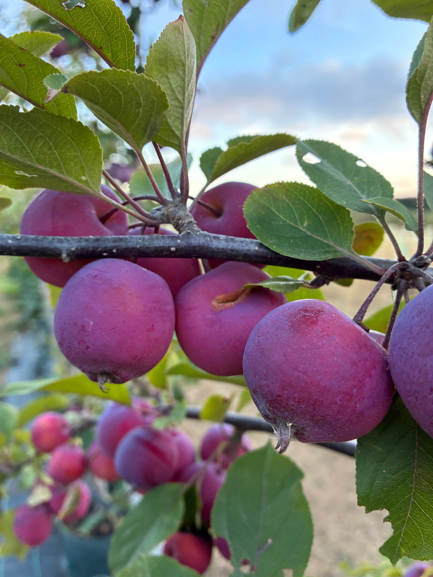 Crab Apple - Malus Neville Copeman
