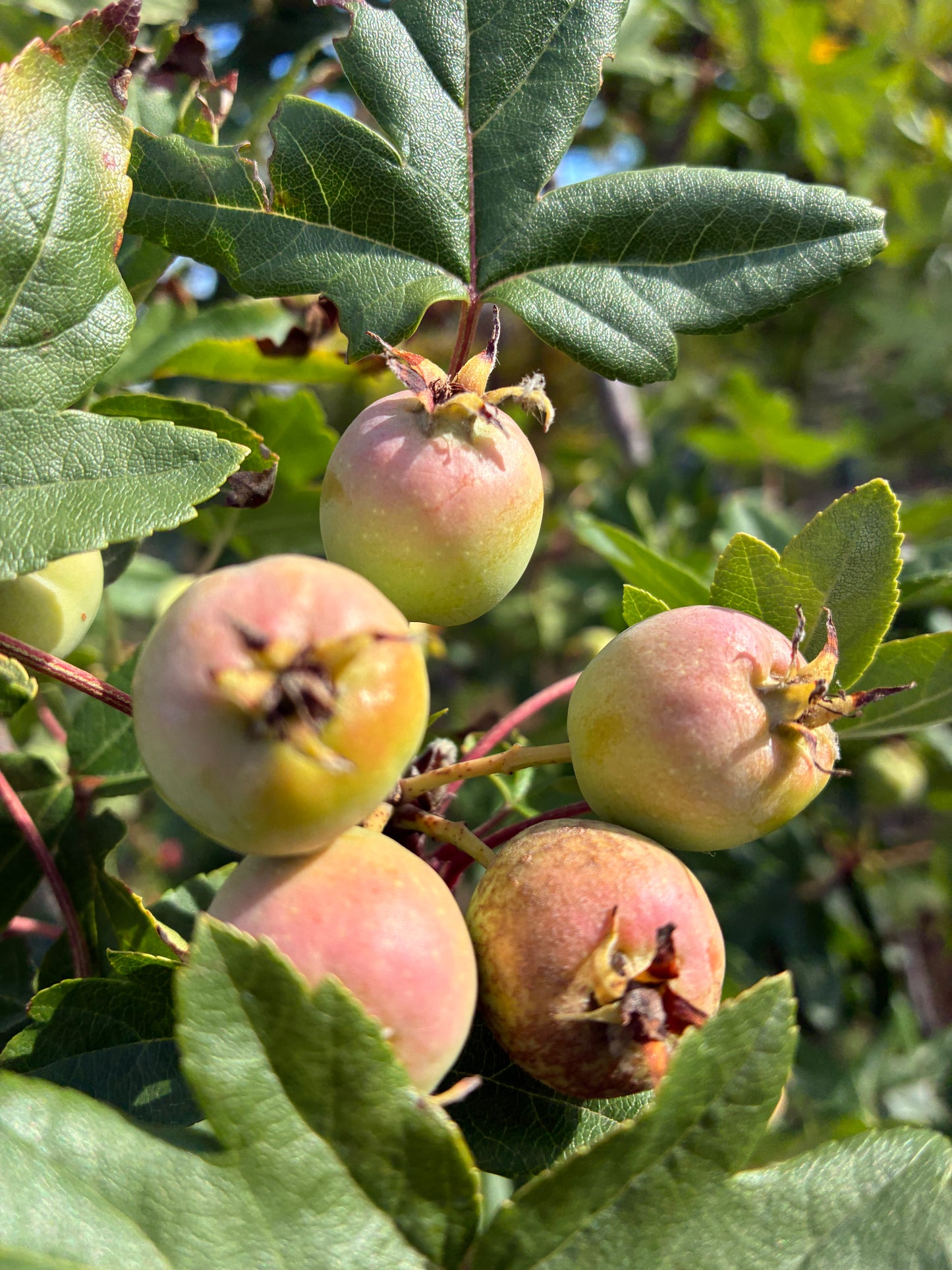 Malus Trilobata Guardsman