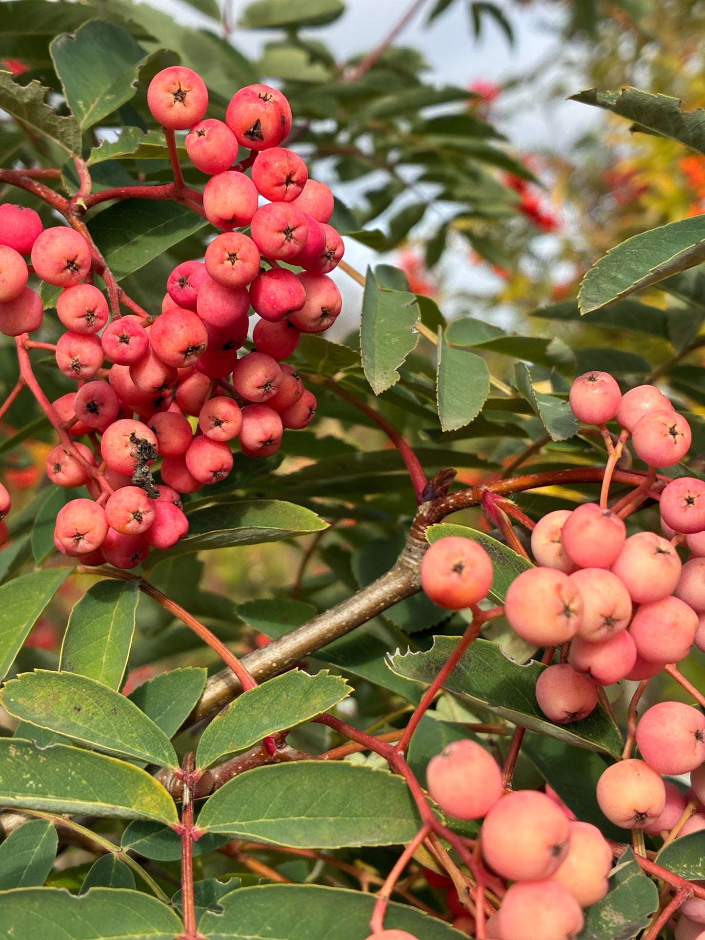 Sorbus Pink Ness