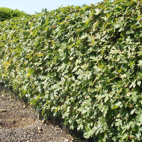 Hedge - Field Maple