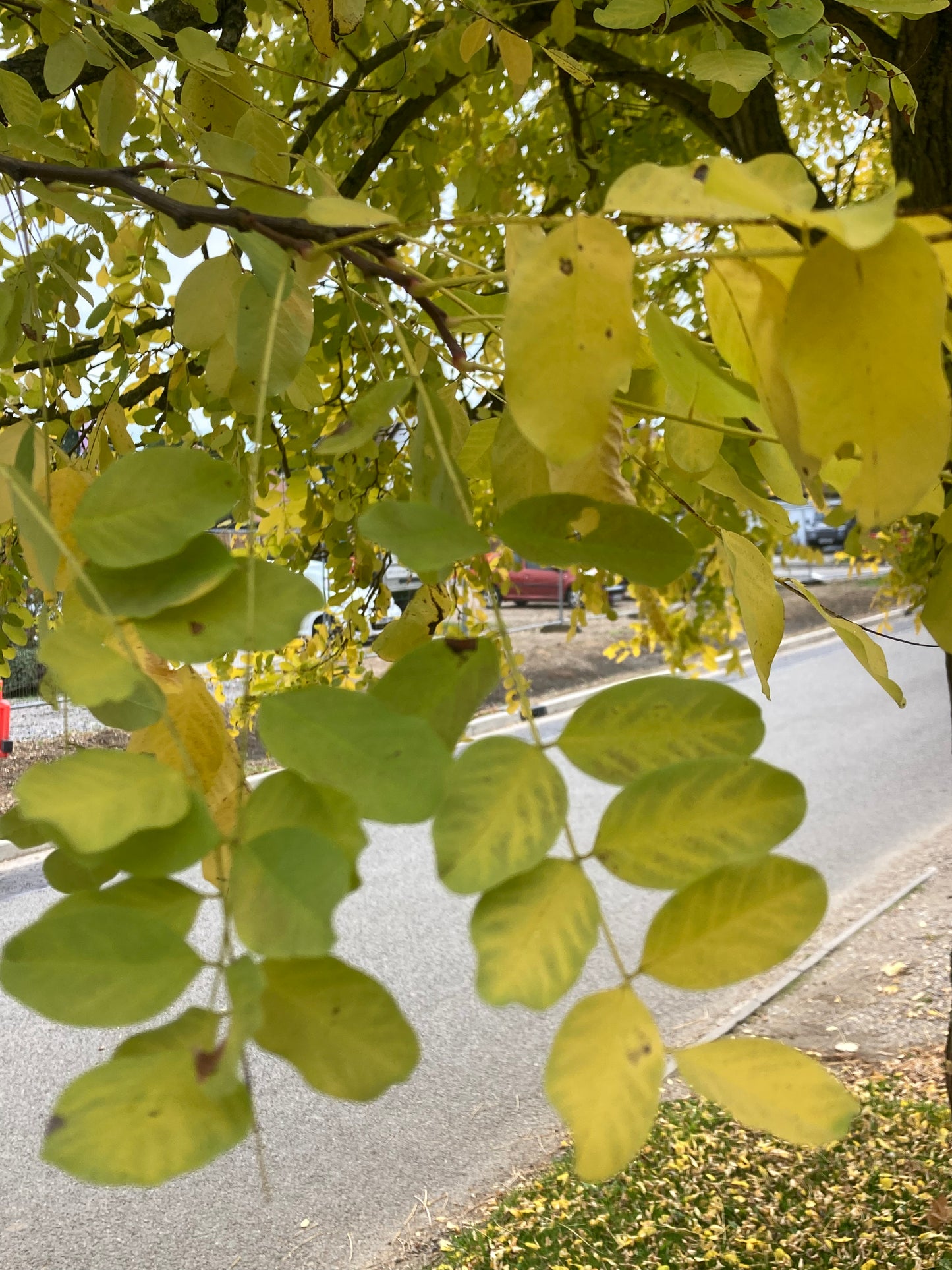 Robinia Pseudoacacia "Frisia
