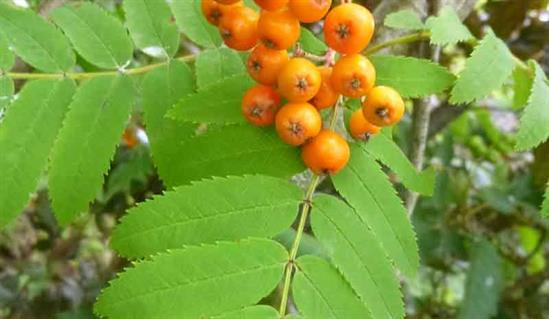 Sorbus - Apricot Queen