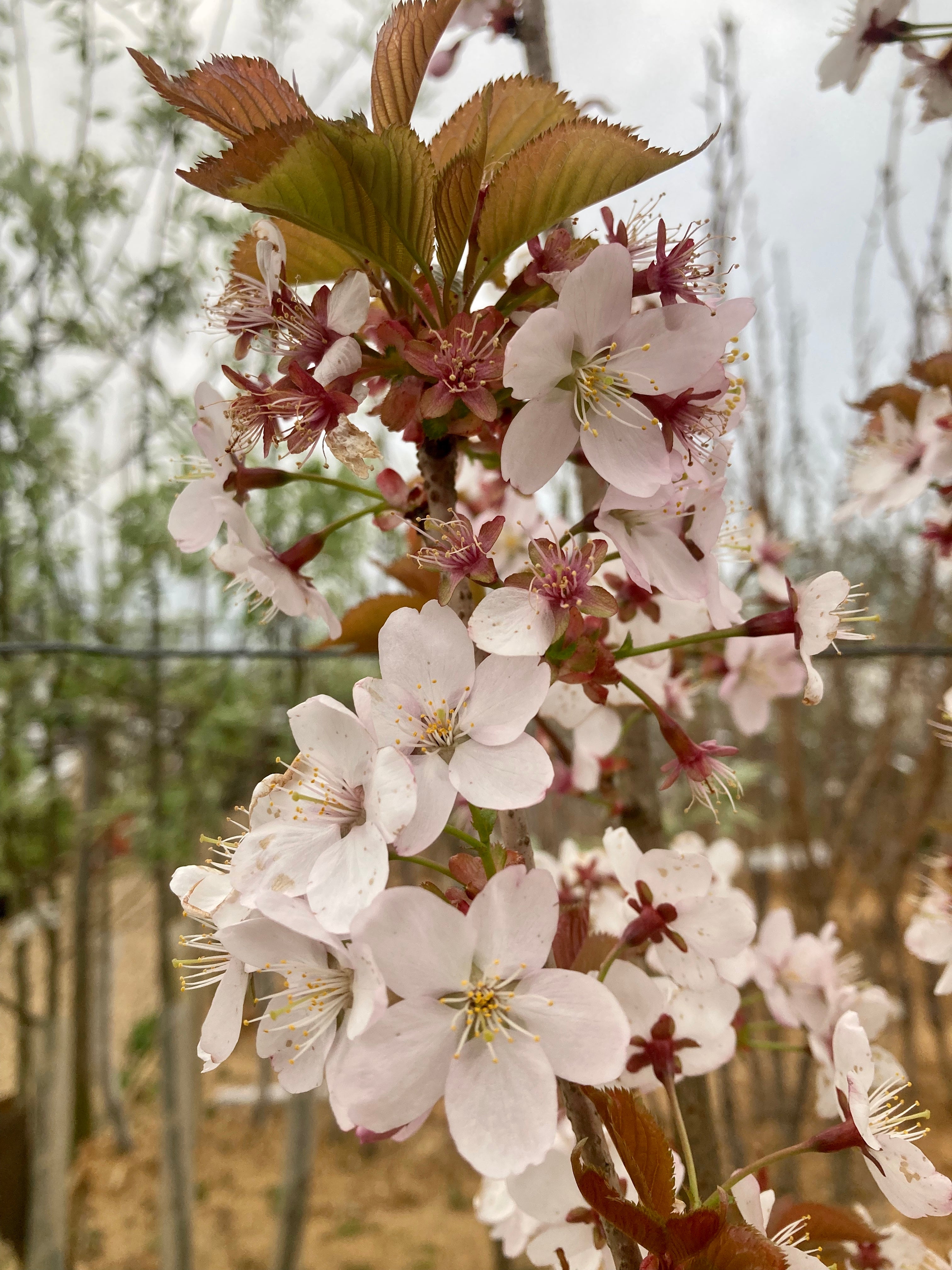 Flowering Cherry Prunus Hillier Spire Birds Farm Trees