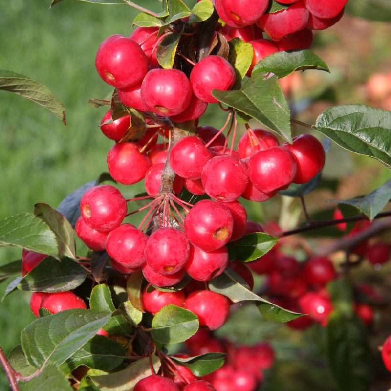 Crab apple - Malus Red Sentinal
