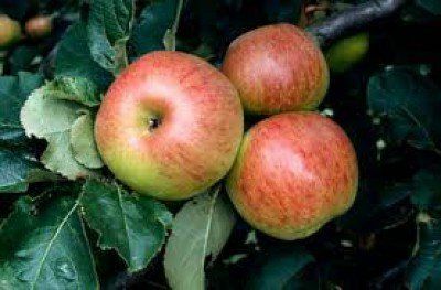 Apple - Newton Wonder