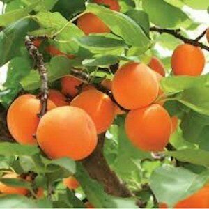 Apricot - New Large Early
