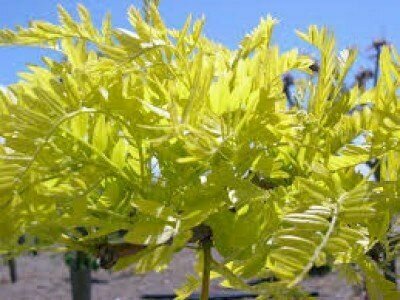 Gleditsa - Sunburst Honey Locust Tree