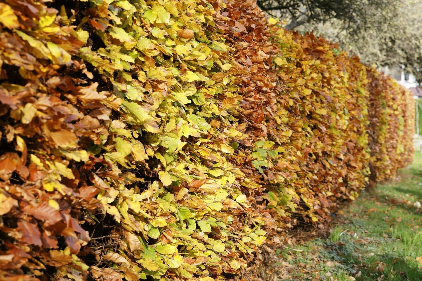 Hedge - Green Beech