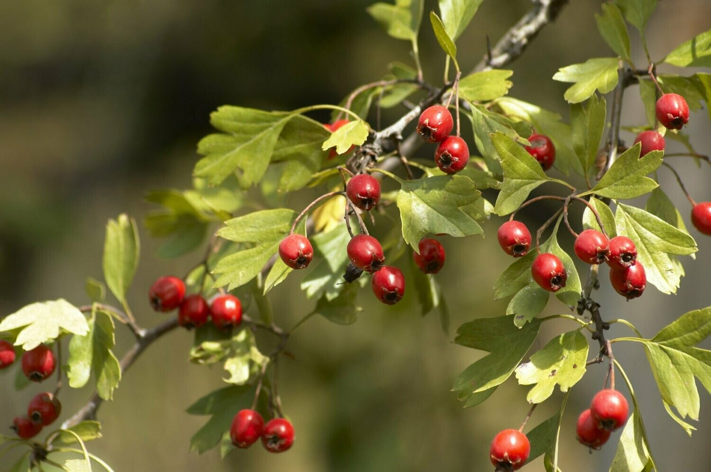 Hedge - Hawthorn