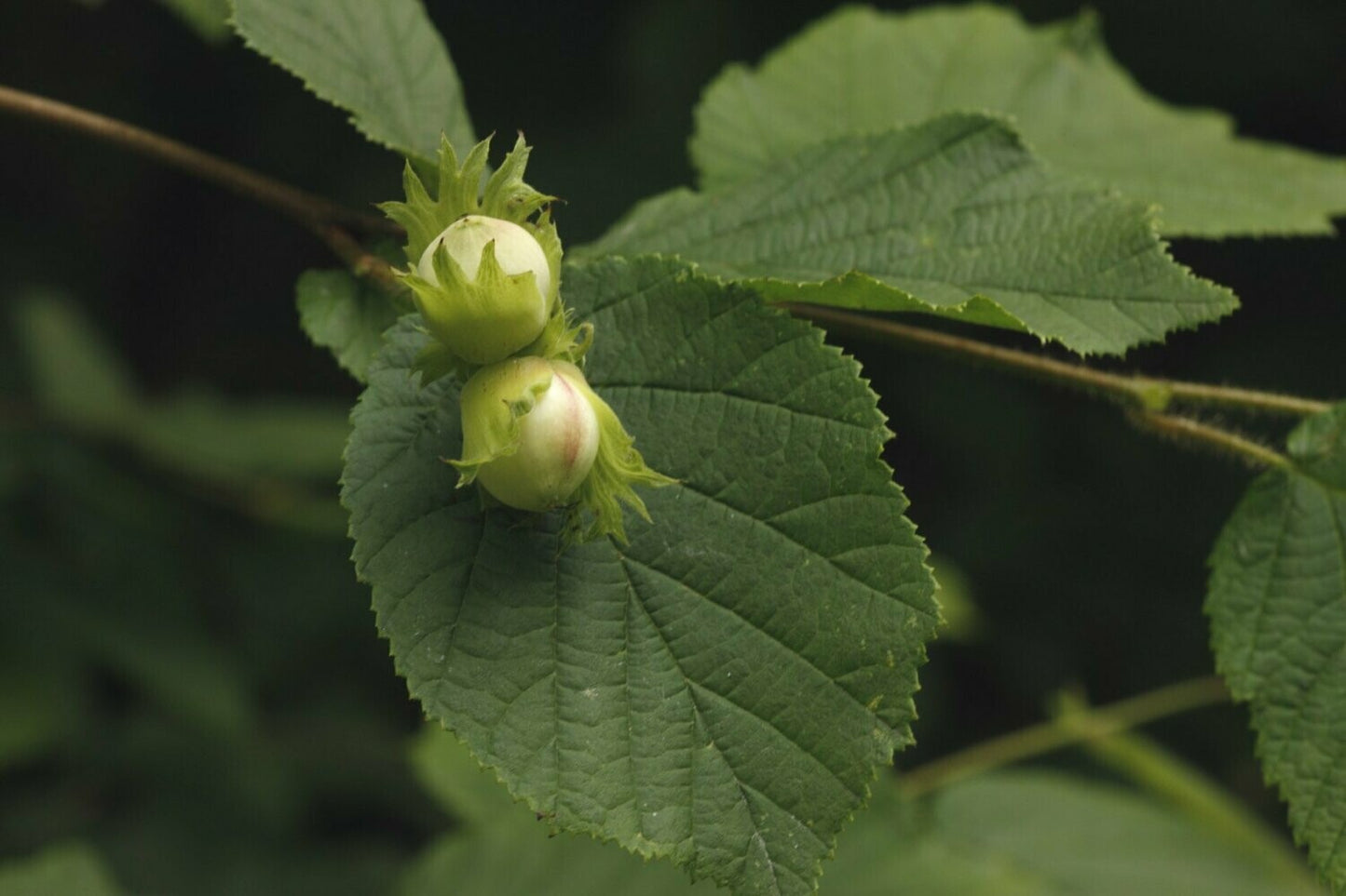 Hazel - Coryllus Avellana