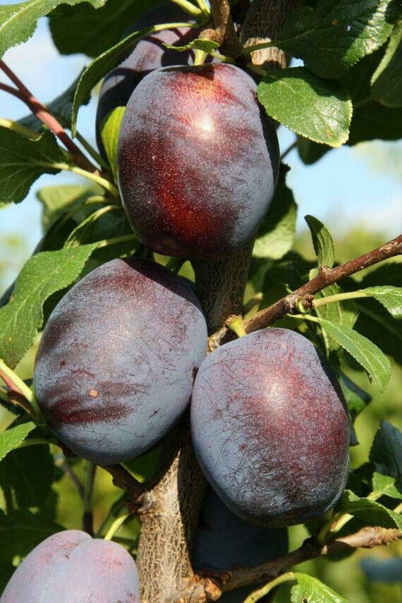 Plum - Marjorie's Seedling