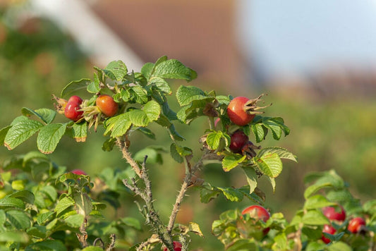 Dog Rose - Rosa Canina