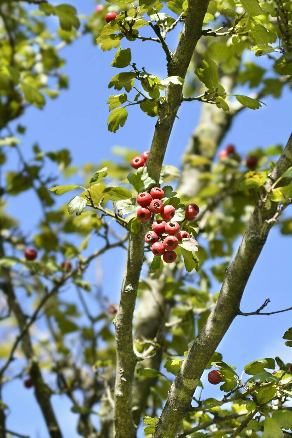 Hawthorn - Paul's Scarlet