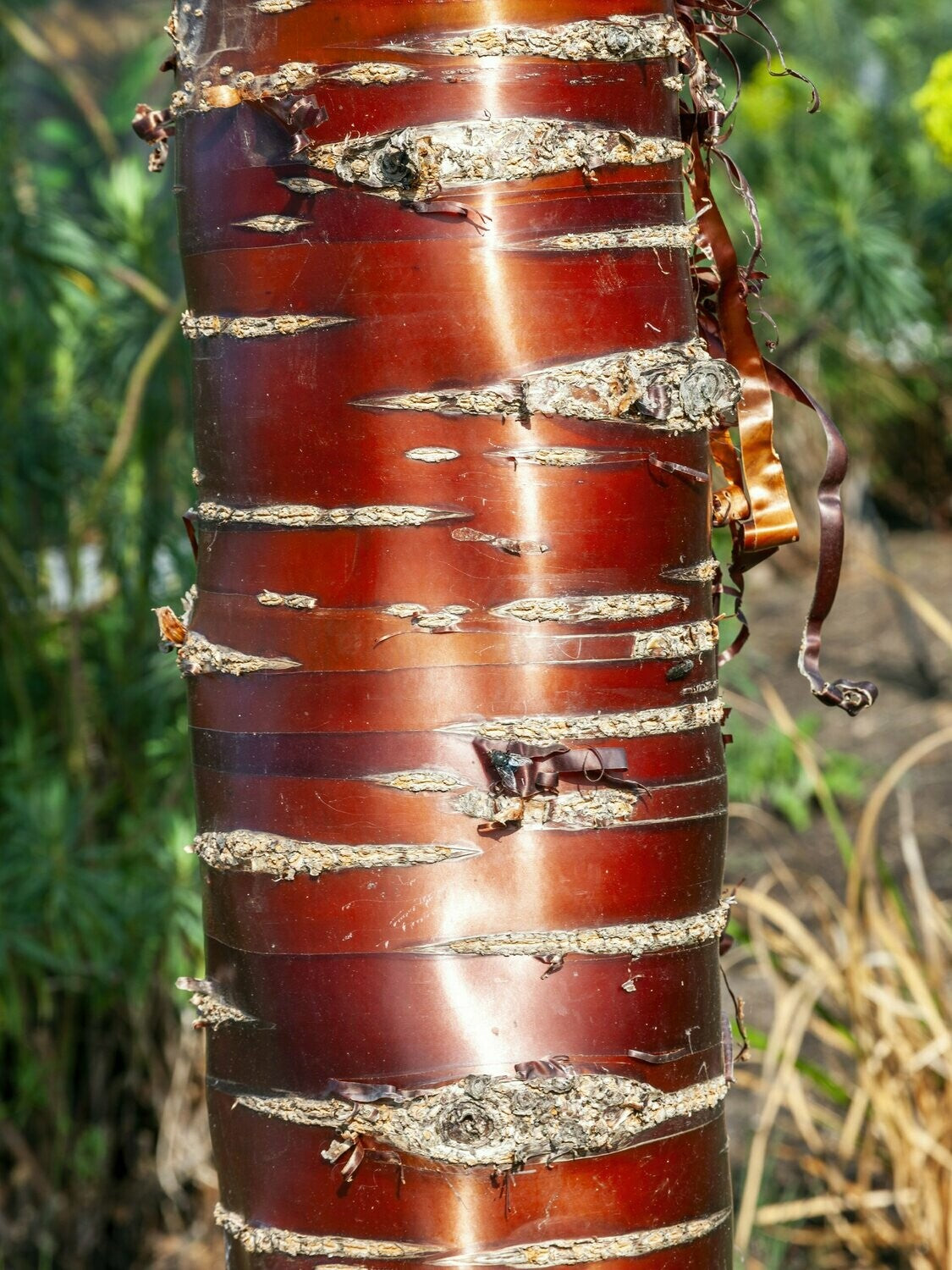 Flowering Cherry - Prunus Serrula