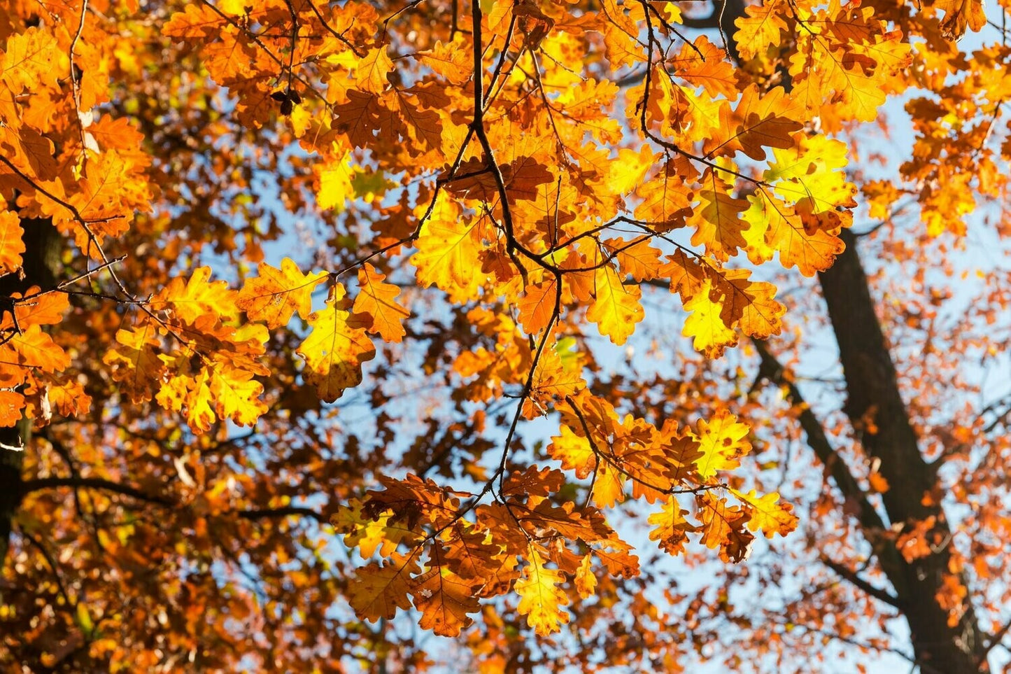 Oak - English Oak
