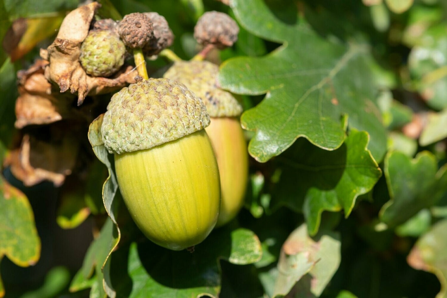 Oak - English Oak