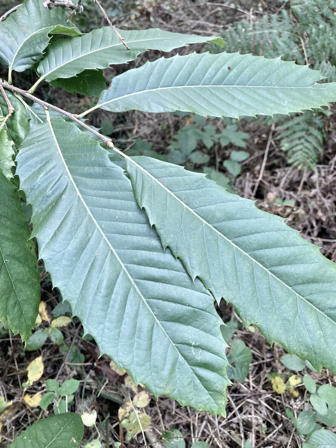 Sweet Chestnut - Castanea Sativa