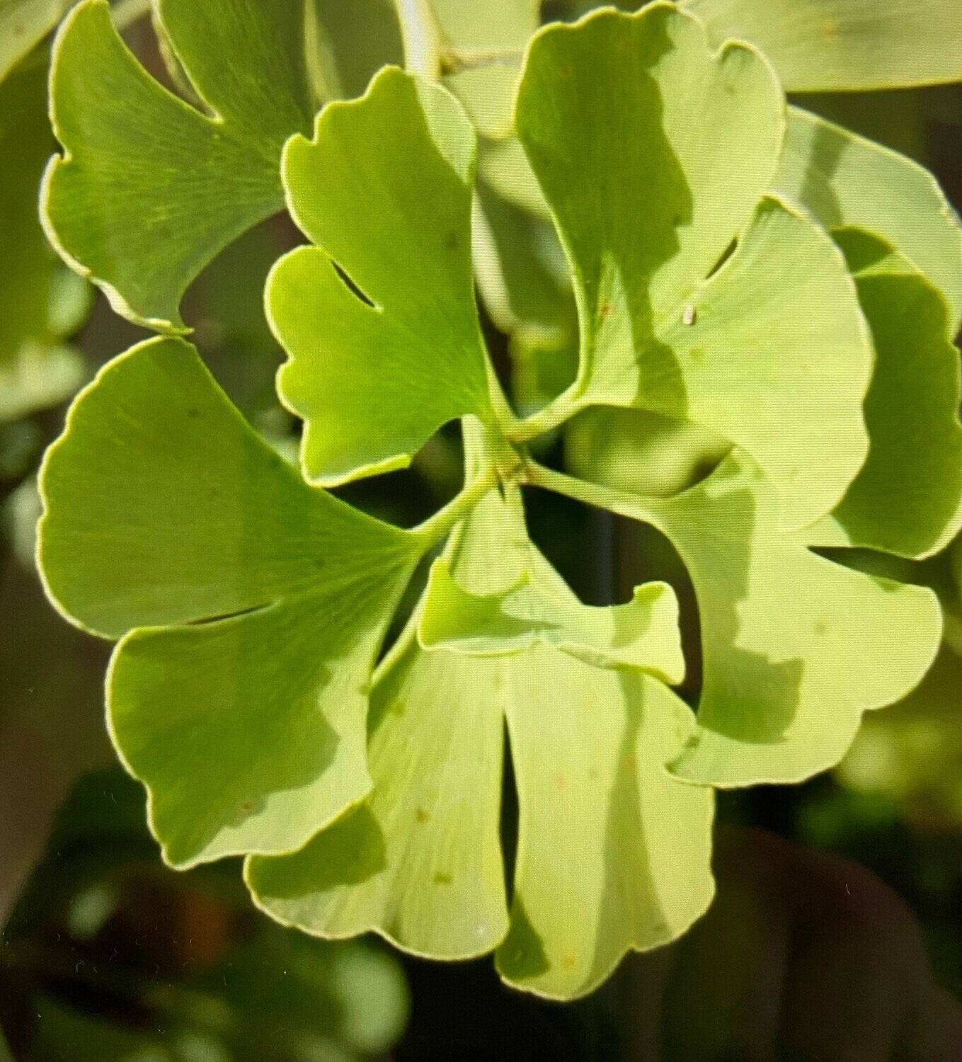 GINKGO - Ginkgo Bil Blagon