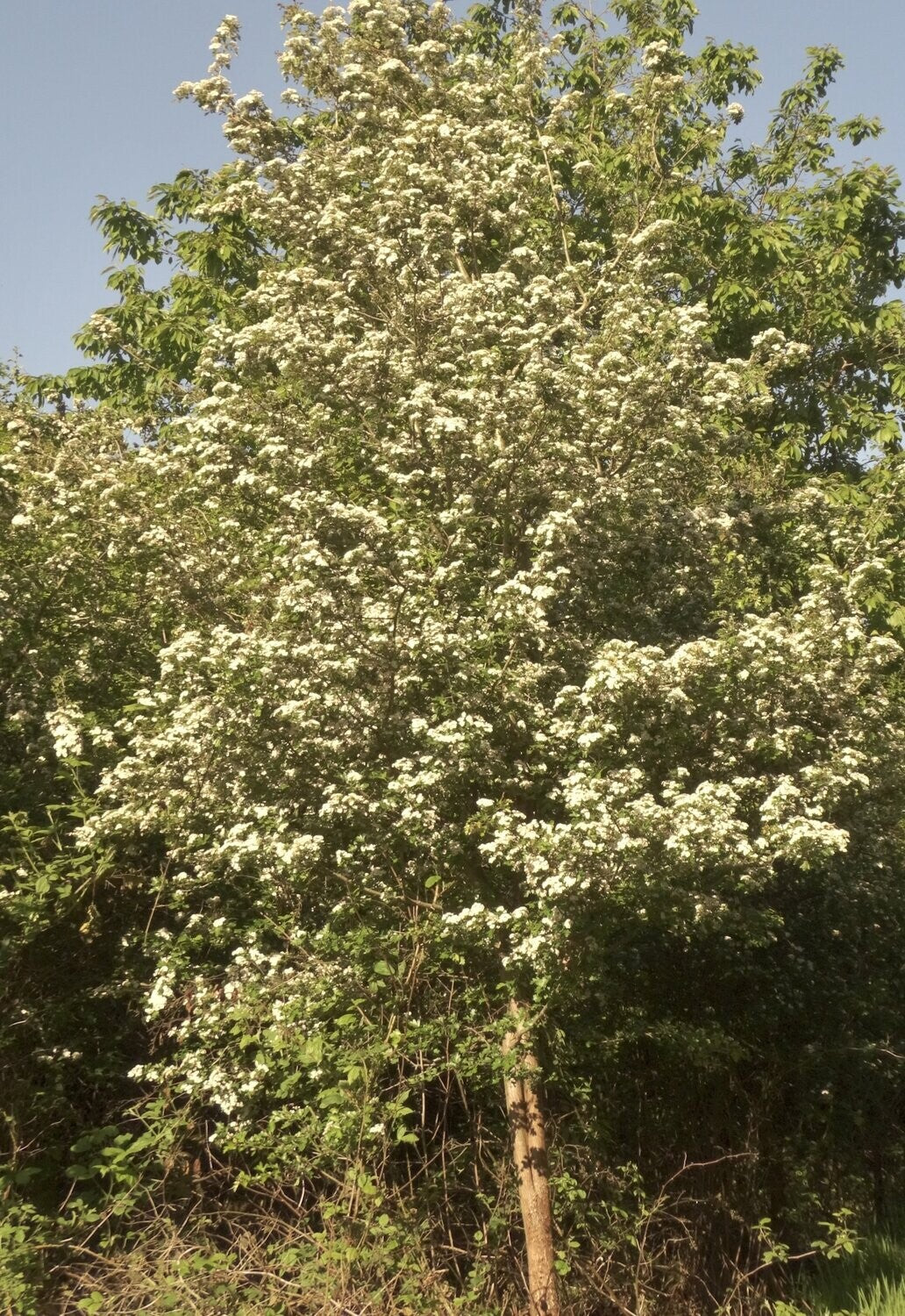 Hawthorn - Common Hawthorn