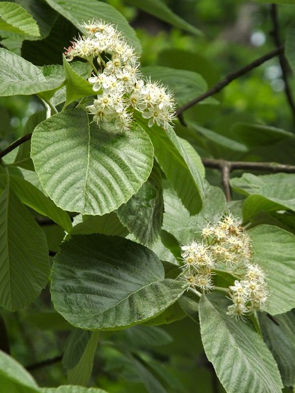 Sorbus Aria Mitchellii