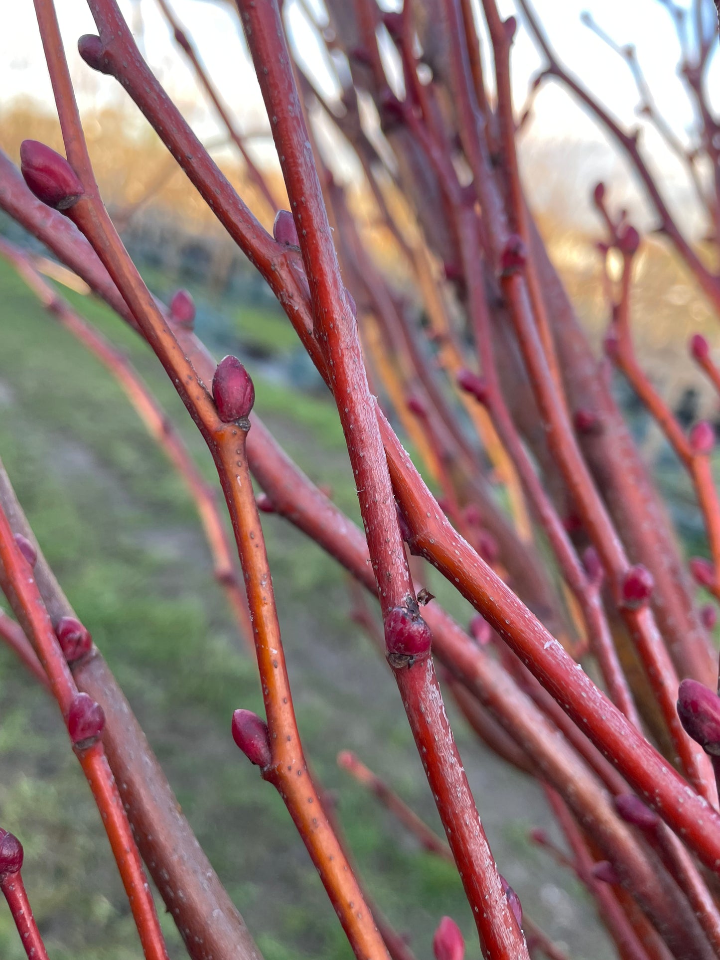 Lime -Tilia Cordata "Winter Orange"
