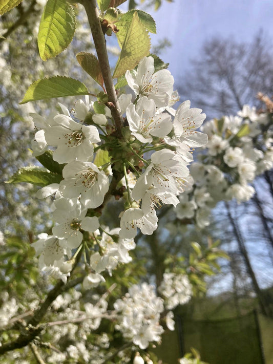 Flowering Cherry - Prunus Avian