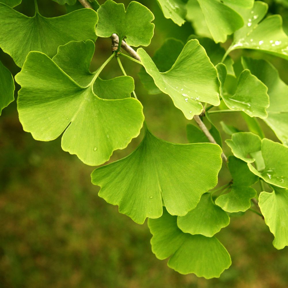 GINKGO - Ginkgo Biloba