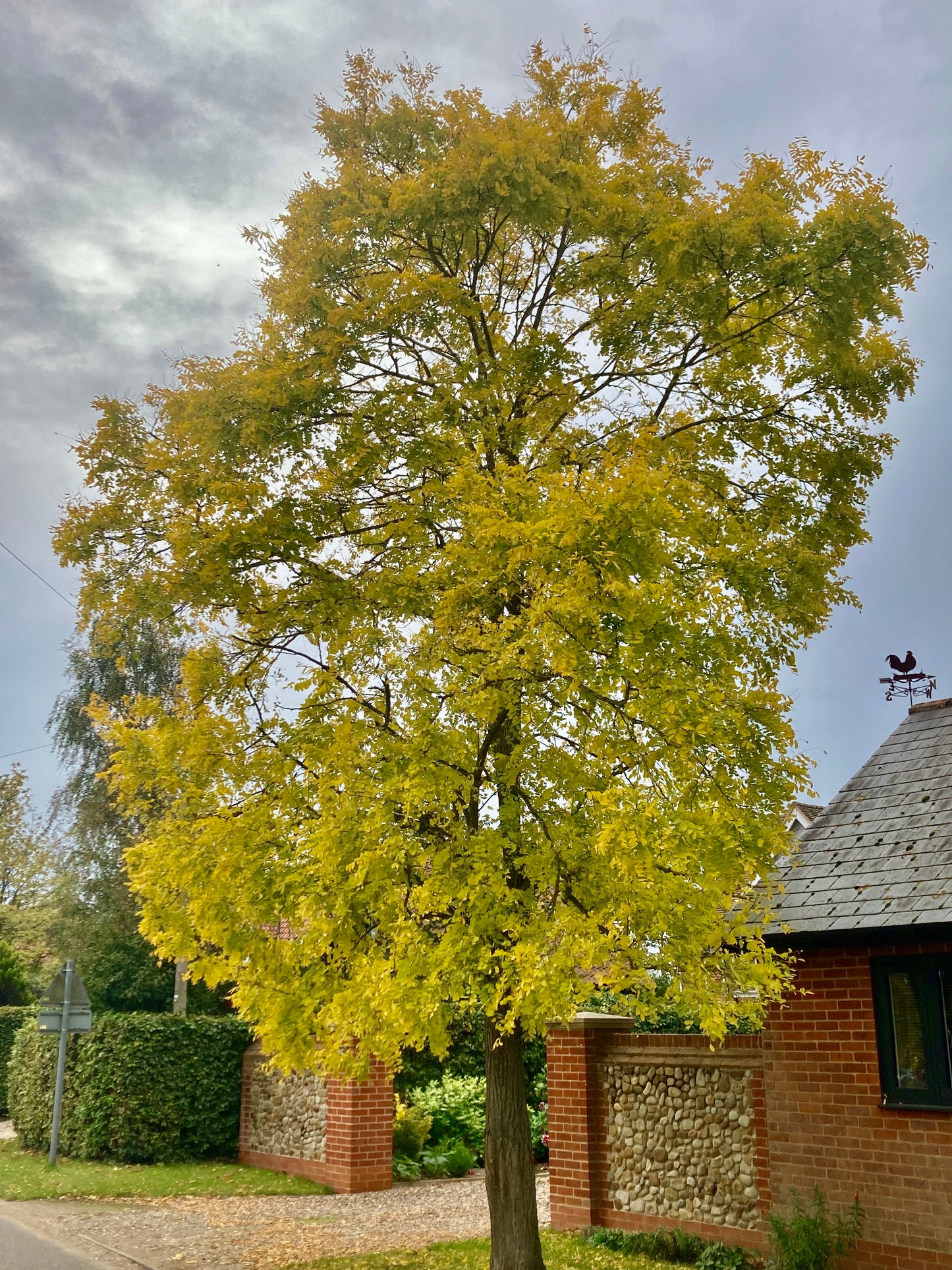 Robinia Pseudoacacia "Frisia