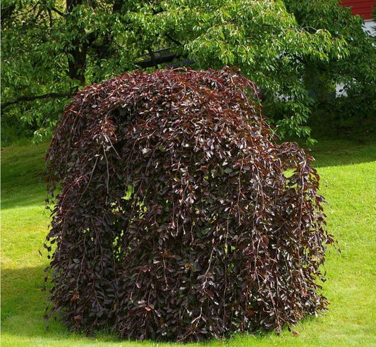 Beech - Purpurea Pendula