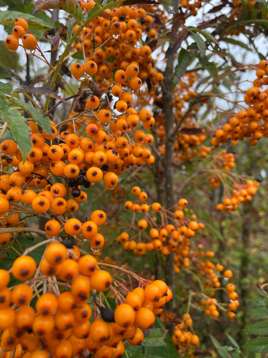 Sorbus Autumn Spire