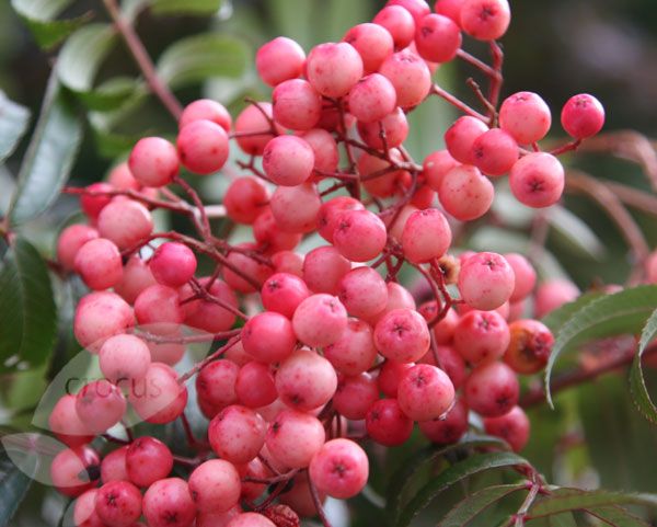 Sorbus - Eastern Promise