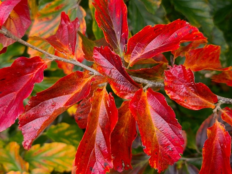 Parrotia per Vanessa