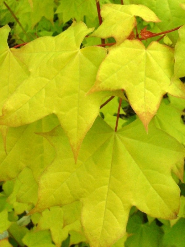 Acer - Cappadocicum Aureum