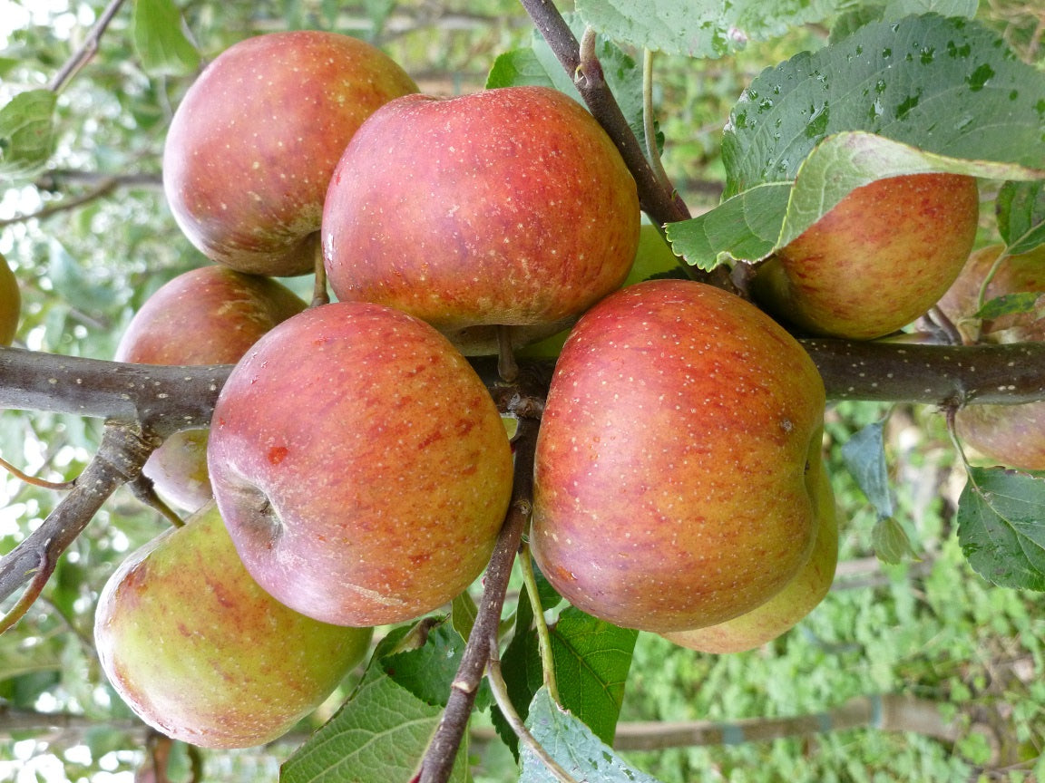 Apple - Chivers Delight