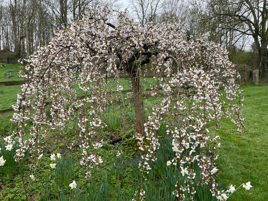 Flowering Cherry - Hillings Weeping Tree