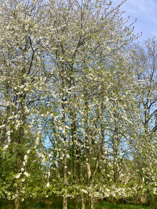 Flowering Cherry - Prunus Avian