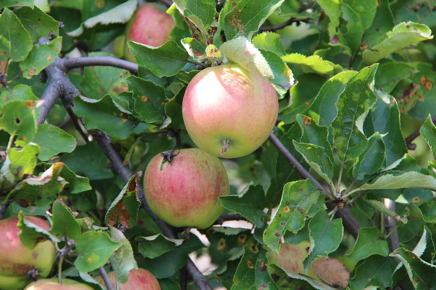 Apple - Isaac Newton