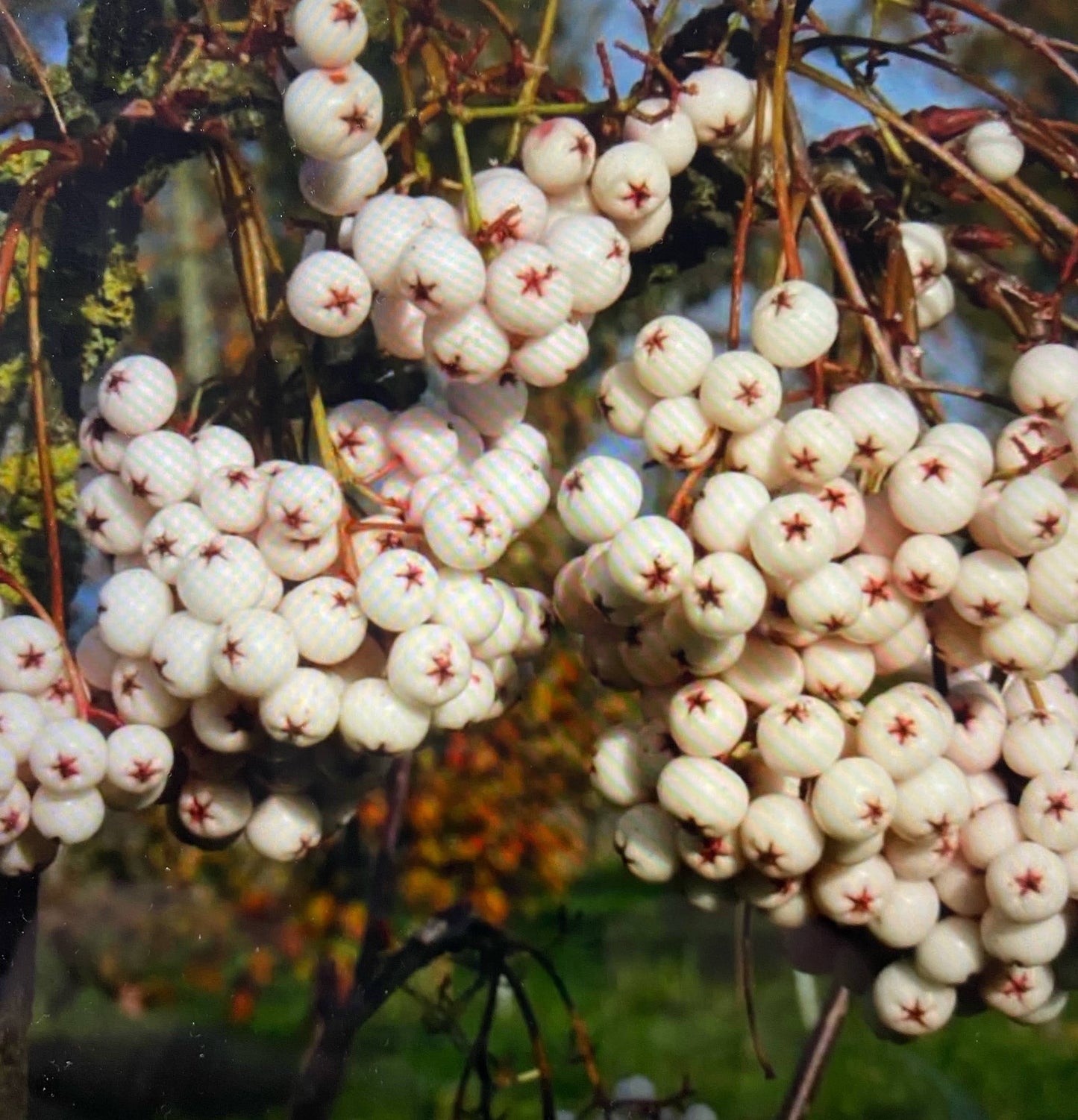 Sorbus - Kashmiriana