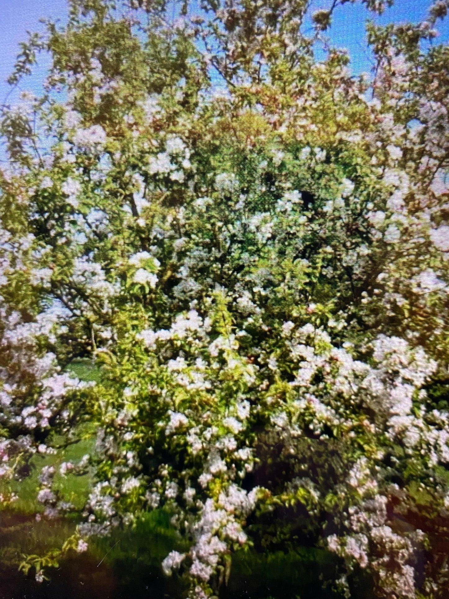 Crab Apple - Malus Professor Sprenger